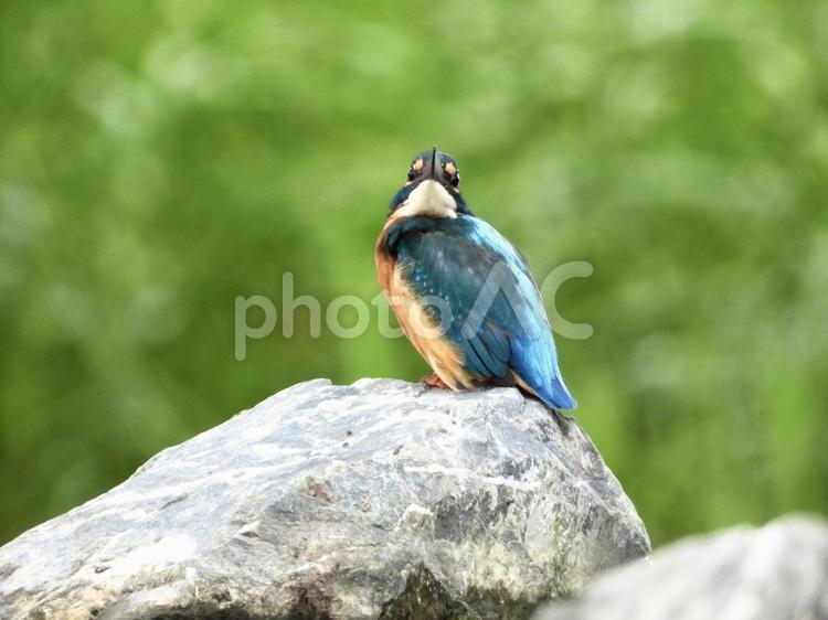 堰堤の石の上に立つカワセミ 鳥,野鳥,カワセミの写真素材