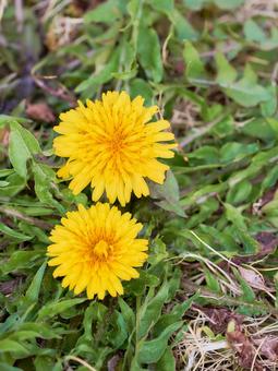 地面に元気に咲く二輪のたんぽぽの花 タンポポ,花,二輪の写真素材