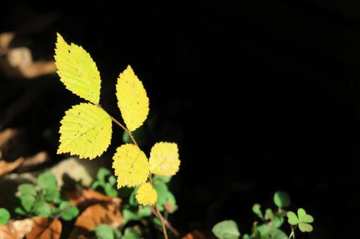 陽だまりの小さな黄葉 陽だまりの小さな黄葉の写真