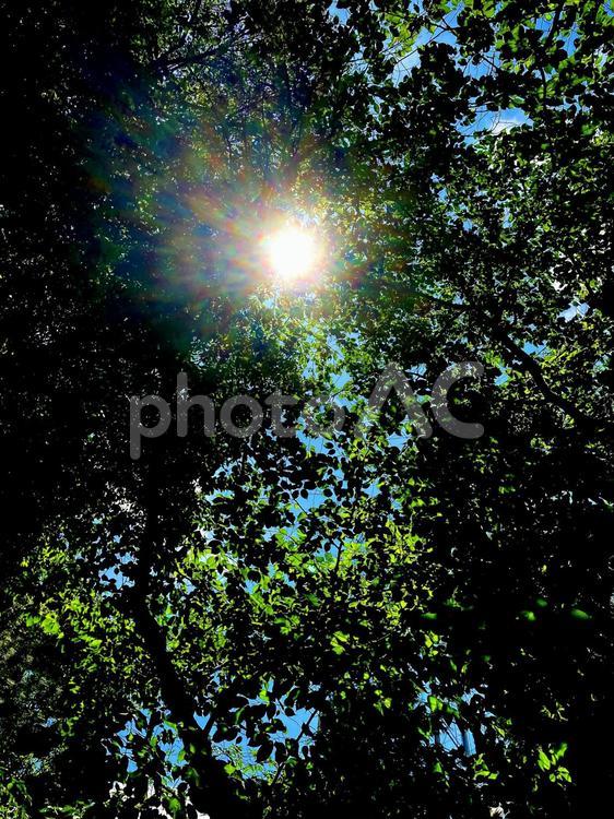 樹木 樹木,木漏れ日,日差しの写真素材