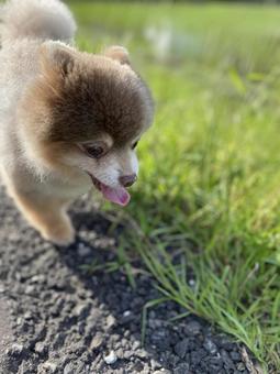 Walking the dog on a country road, JPG Walking the dog on a country road, JPG