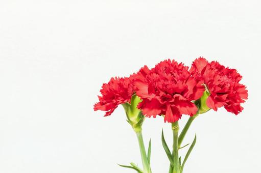 カーネーション 花,母の日,植物の写真素材