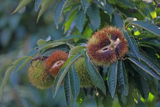 栗の木 栗の木,栗,実の写真素材