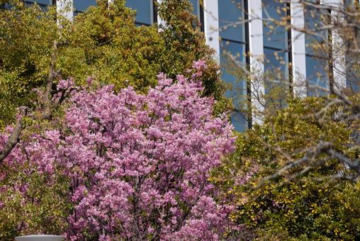 満開の桜の花 満開の桜の花の写真