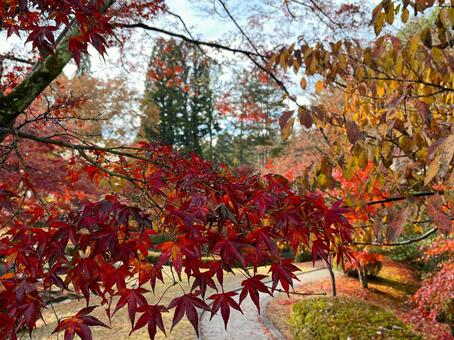 秋の風景 紅葉,黄葉,もみじの写真素材