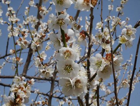 梅の花 梅の花の写真