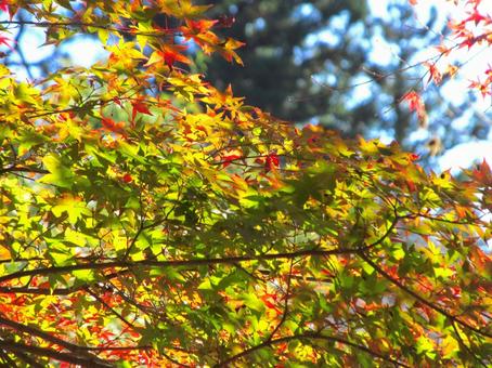紅葉風景 紅葉風景 紅葉,秋,青空の写真素材