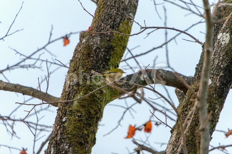 苔むした木に佇むメジロ メジロ,鳥,小鳥の写真素材