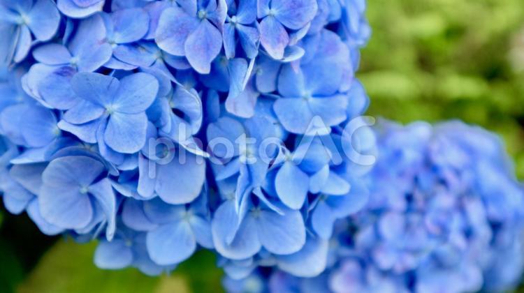 青いアジサイ あじさい,アジサイ,自然の写真素材
