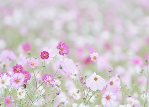 彩度低めパステル調のコスモスの花畑 彩度低めパステル調のコスモスの花畑 コスモス,花畑,ハイキーの写真素材