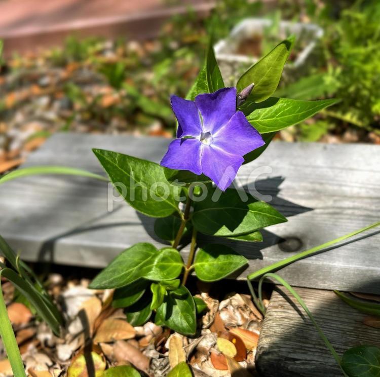 ツルニチニチソウ 花,紫の花,花びらの写真素材