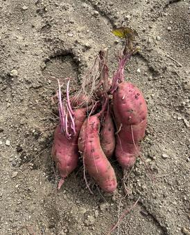 さつまいも さつまいも さつまいも,採れたて,新鮮の写真素材