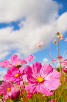 秋のアニメのような鮮やかなコスモス畑 コスモス,アニメ,壁紙の写真素材