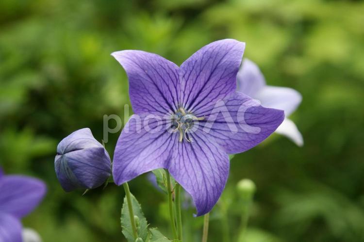 キキョウ・桔梗 草花,ききょう,夏の写真素材