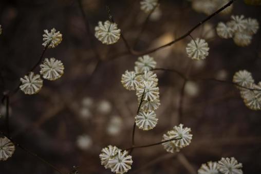山中に咲く満開のミツマタの花 山中に咲く満開のミツマタの花の写真