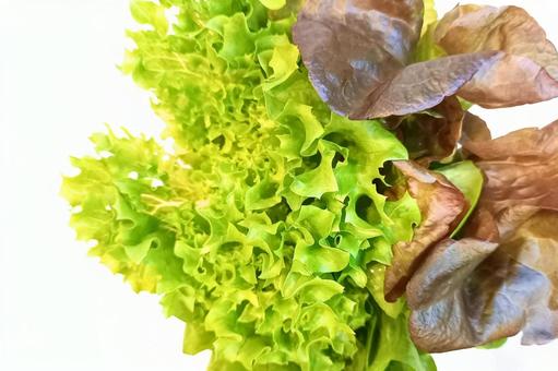 【レタス】サラダ|ダイエット|俯瞰撮影 【レタス】サラダ|ダイエット|俯瞰撮影 食べ物,野菜,葉物野菜の写真素材