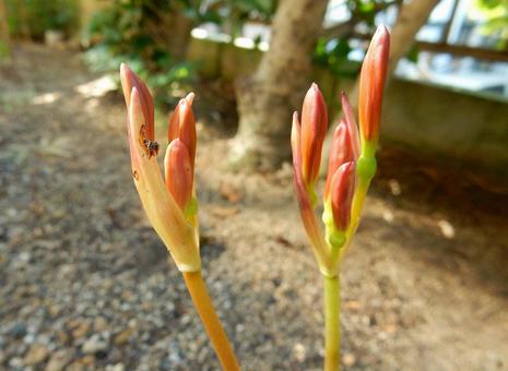 【花の写真】庭のキツネノカミソリの蕾 キツネノカミソリ,狐の剃刀,蕾の写真素材