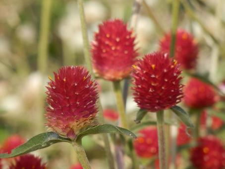 【花の写真】センニチコウ（千日紅） 千日紅,センニチコウ,赤の写真素材