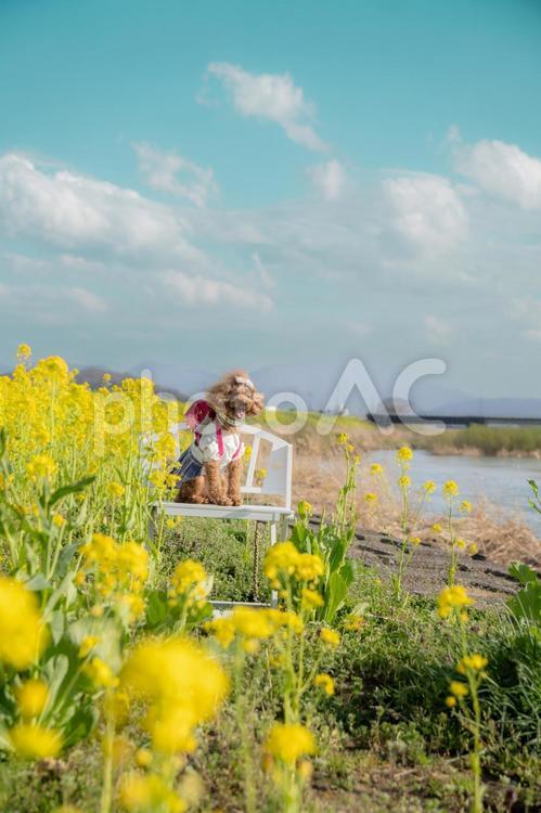 菜の花とトイプードル トイプードル,トイプー,景色の写真素材