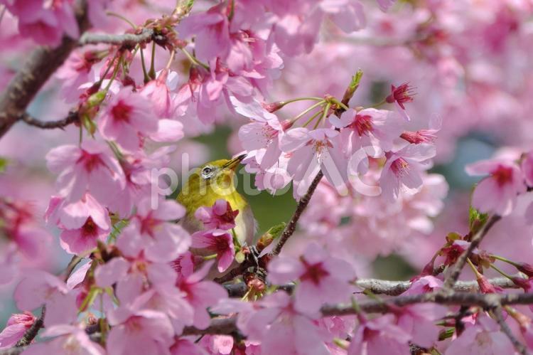 ピンクの桜とメジロ３ 桜,メジロ,花の写真素材