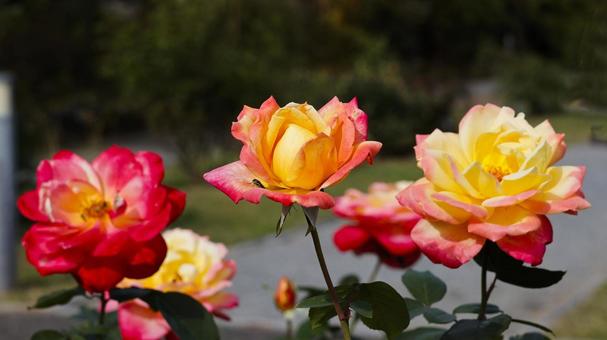 【花の写真】ばらの花 rose,植物,園芸の写真素材