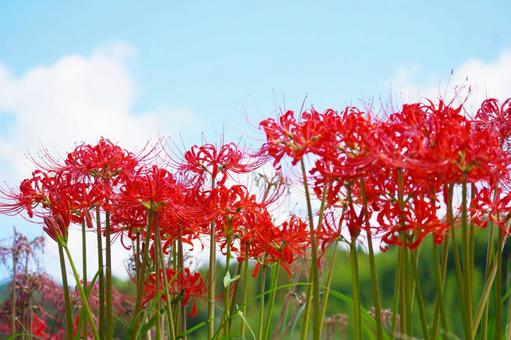 ヒガンバナ(彼岸花)と青空 ヒガンバナ(彼岸花)と青空の写真
