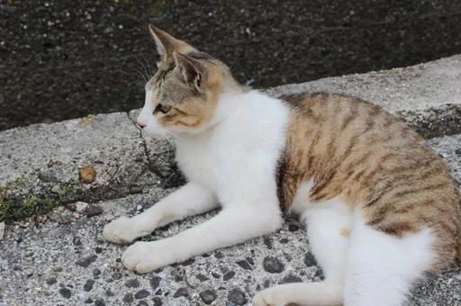 何かに気を取られる猫 何かに気を取られる猫の写真