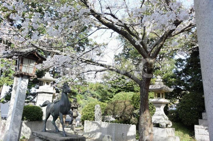 神社の風景 福岡,福津市,宮地嶽神社の写真素材