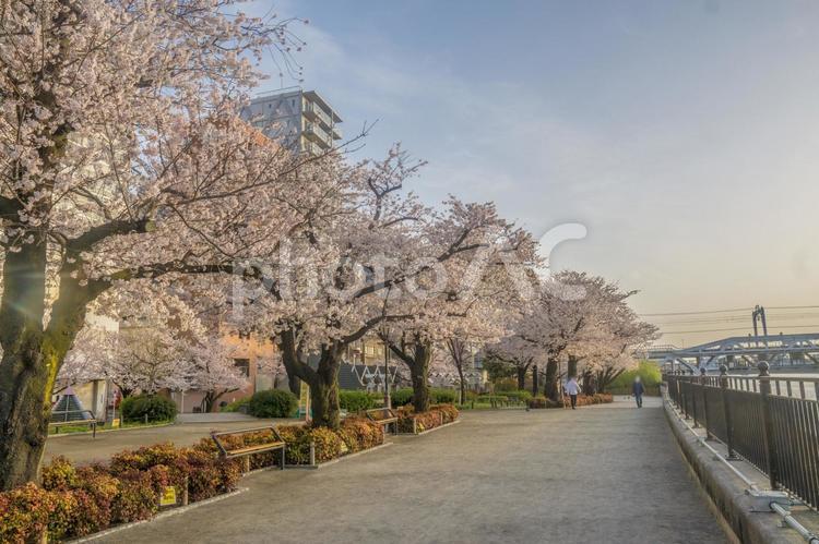 桜が満開の早朝の隅田公園 桜,隅田公園,サクラの写真素材