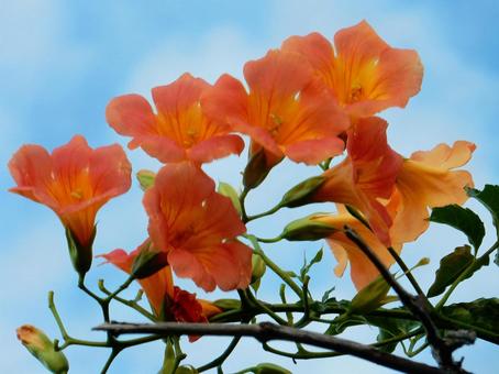 【花の写真】ノウゼンカズラ(凌霄花) 【花の写真】ノウゼンカズラ(凌霄花) ノウゼンカズラ,凌霄花,自然の写真素材