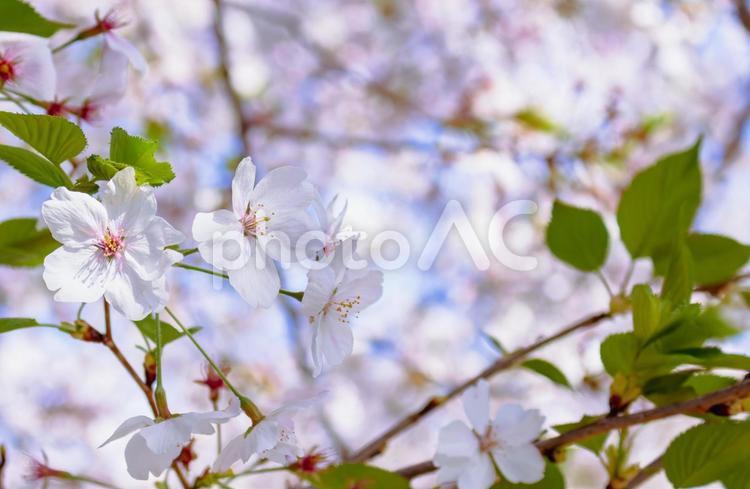 ソメイヨシノと青い空10 ソメイヨシノ,桜,サクラの写真素材