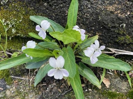 すみれ　アリアケスミレ　白色　紫の条 すみれ,アリアケスミレ,白色の写真素材