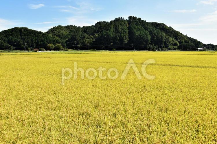 実りの秋 稲穂 08　田園風景 稲,稲穂,米の写真素材