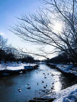 晴れた冬の川辺にて 川,川辺,冬の写真素材