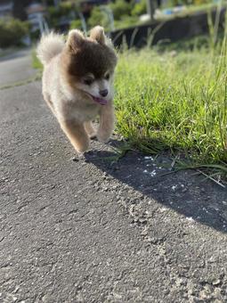 Daily dog walk, JPG Daily dog walk, JPG