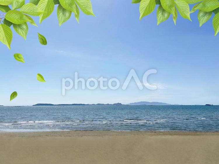 夏の新緑　緑豊かな木々と海辺 新緑,海,砂浜の写真素材