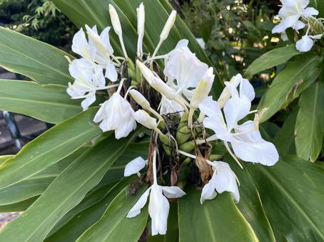 ジンジャー(生姜)の白い花 シュクシャ,白い花,香の写真素材