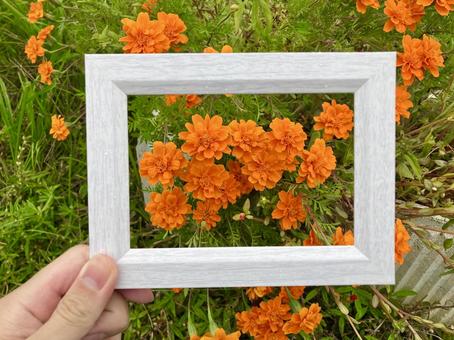 フレームとマリーゴールド 花,マリーゴールド,花束の写真素材