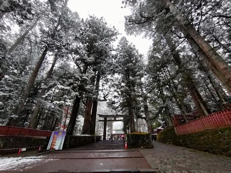 冬の日光東照宮 冬の日光東照宮 参道,日光東照宮,鳥居の写真素材