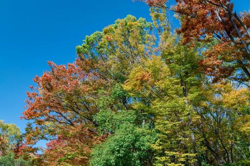 秋01 秋,風景,鮮やかの写真素材