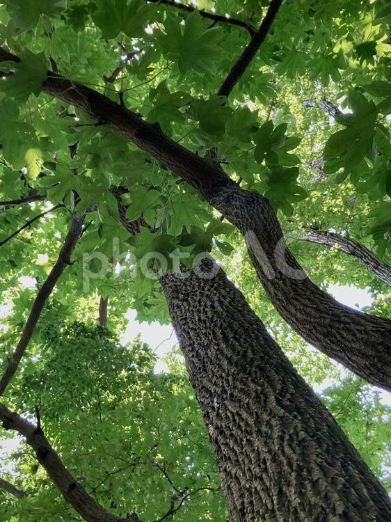 樹木 ハリギリ,針桐,木の写真素材
