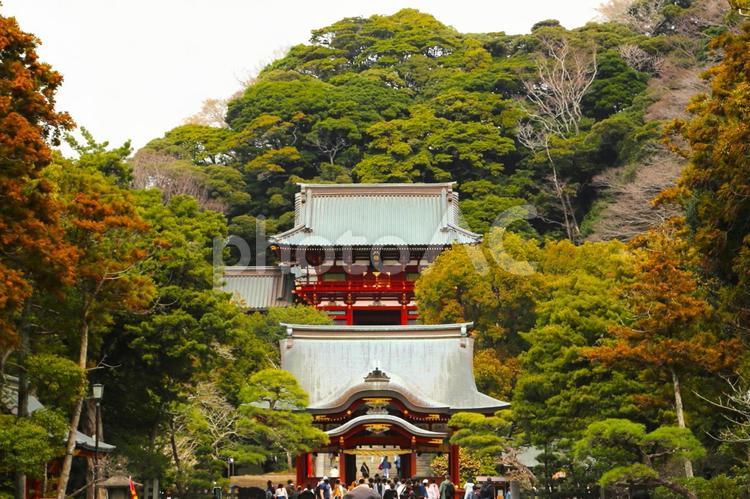 鶴岡八幡宮5(神奈川県鎌倉市) 鶴岡八幡宮,参拝,お参りの写真素材