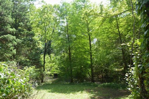 森林8 植物,自然,春の写真素材