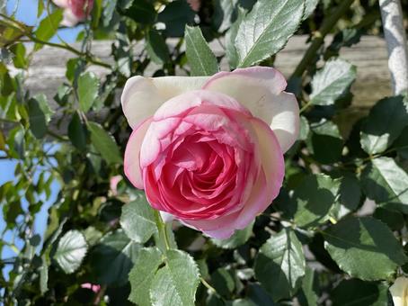 薔薇 バラ 美しい 薔薇 バラ 美しいの写真