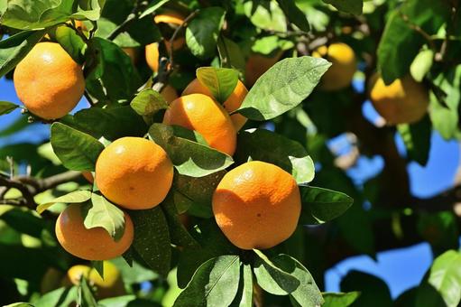 実ったミカンと青空 ミカン,みかん,くだものの写真素材