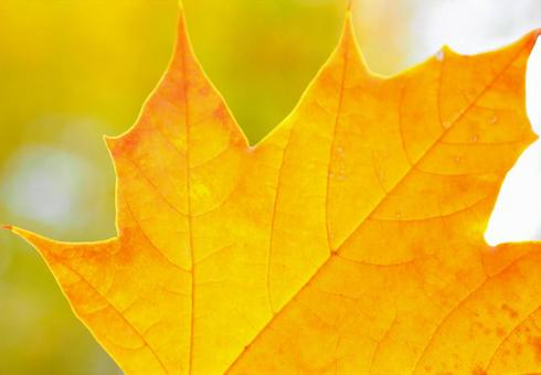 Maple leaves frame Autumn landscape image, JPG
