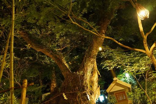 深夜の熱海、来宮神社第二大楠 深夜の熱海、来宮神社第二大楠の写真