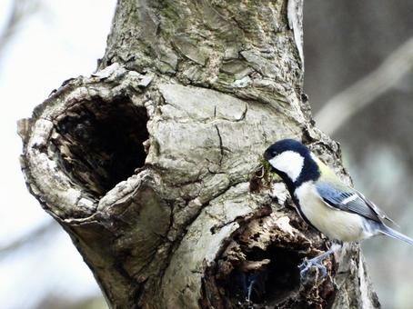 苔を運ぶシジュウカラ 苔を運ぶシジュウカラの写真