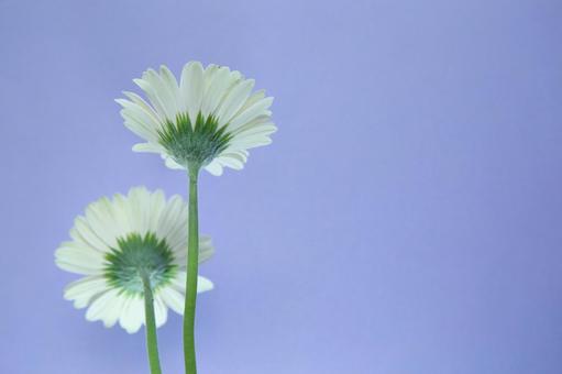 白い花　後ろ向き ガーベラ,背景,お悔やみの写真素材