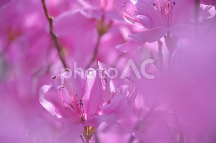   花桃 花桃,桃の花,ピンクの写真素材